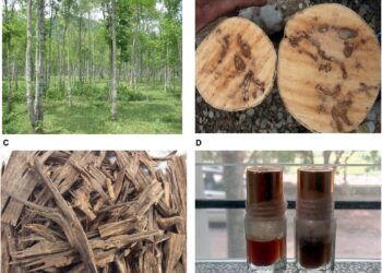 WHY YOU MUST USE AGAR WOOD