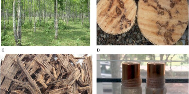 WHY YOU MUST USE AGAR WOOD