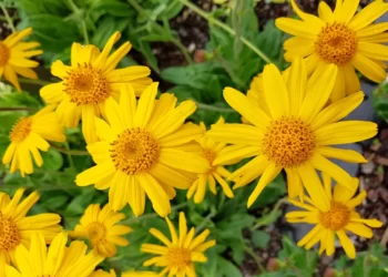 Dangerous Ayurvedic And Homeopathic Medicine: Arnica