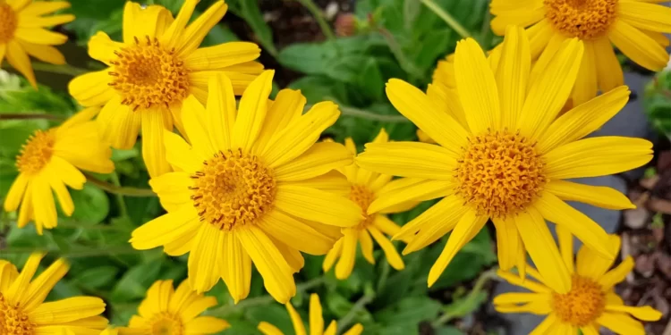 Dangerous Ayurvedic And Homeopathic Medicine: Arnica