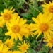 Dangerous Ayurvedic And Homeopathic Medicine: Arnica
