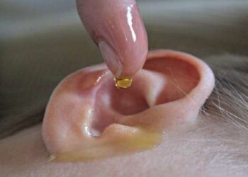 Why We Should Not Put Oil In The Ear ?