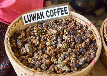 Kopi luwak Coffee