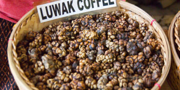 Kopi luwak Coffee