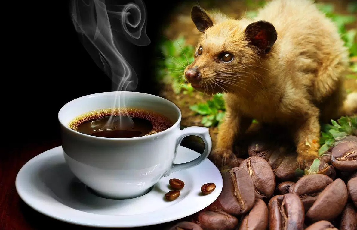 Kopi Luwak Coffee? Great Master Vikrant Rohin Studies