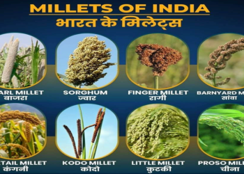 Millets of India