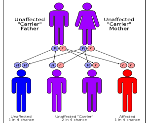 Thalassemia And Food