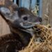 musk deer
