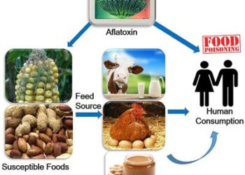 What Are Aflatoxins?