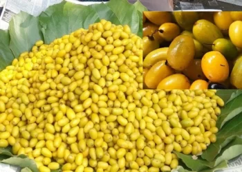 Khirni Fruit Interesting Health Statistics