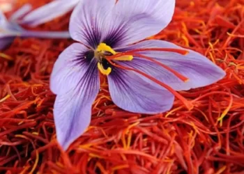 SAFFRON, AN ELIXIR FOR WEAK BODIES
