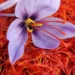 SAFFRON, AN ELIXIR FOR WEAK BODIES