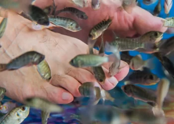 FISH PEDICURE: A DANGEROUS BEAUTY ACTIVITY.