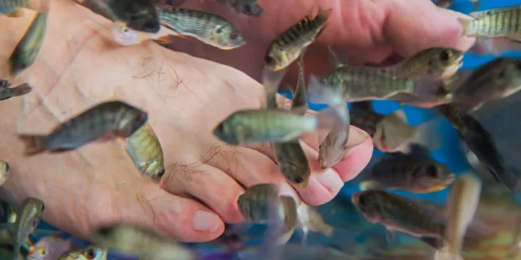 FISH PEDICURE: A DANGEROUS BEAUTY ACTIVITY.