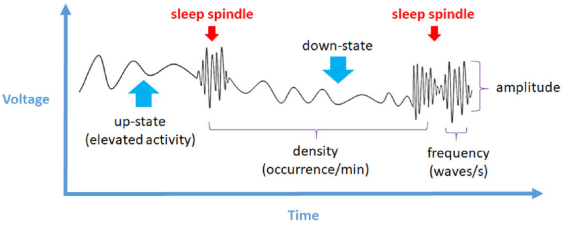 THE STAGES OF SLEEP - Great Master Vikrant Rohin Studies